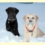 Integrity Farm Labrador Retriever Pups