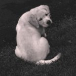 Integrity Farm Labrador Retriever Pups