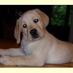 Integrity Farm Labrador Retriever Pups