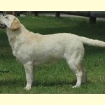 Integrity Farm Labrador Retriever - Integritys Gina