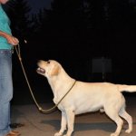 Integrity Farm Labrador Retriever Pups