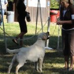 Integrity Farm Labrador Retriever Pups