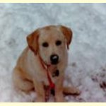 Integrity Farm Labrador Retriever Pups