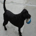 Integrity Farm Labrador Retriever Pups