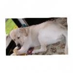 Integrity Farm Labrador Retriever Pups