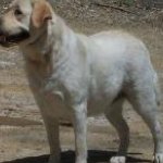 Integrity Farm Labrador Retriever Pups