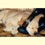 Integrity Farm Labrador Retriever Pups