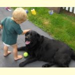 Integrity Farm Labrador Retriever Pups