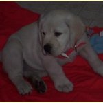 Integrity Farm Labrador Retriever Pups