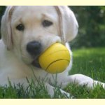 Integrity Farm Labrador Retriever Pups