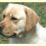 Integrity Farm Labrador Retriever Pups