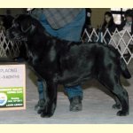 Integrity Farm Labrador Retriever Pups